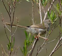 Prinia maculosa maculosa