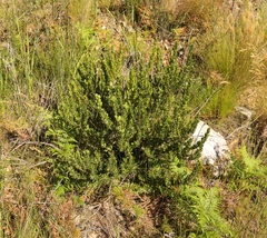 Psoralea obliqua