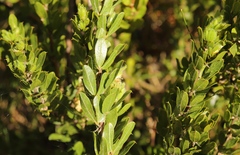 Psoralea obliqua