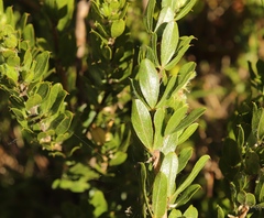 Psoralea obliqua