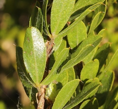 Psoralea obliqua
