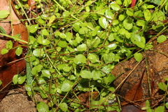 Lobelia quadrangularis