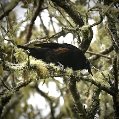 Prosthemadera novaeseelandiae novaeseelandiae