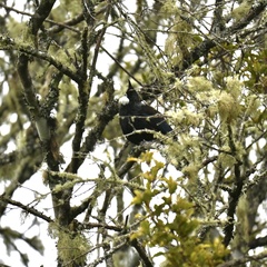 Prosthemadera novaeseelandiae novaeseelandiae