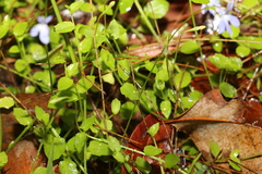 Lobelia quadrangularis