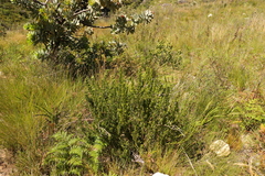 Psoralea obliqua
