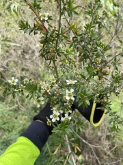 Leptospermum polygalifolium