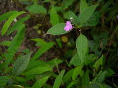 Impatiens pulcherrima