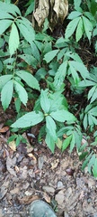 Elatostema lineolatum