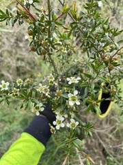 Leptospermum polygalifolium