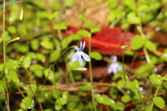 Lobelia quadrangularis