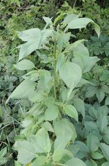 Cyclachaena xanthiifolia