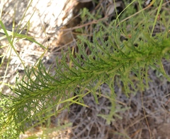 Pseudoselago spuria