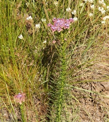 Pseudoselago spuria