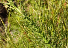 Pseudoselago spuria