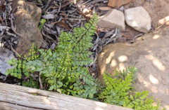 Pellaea pteroides