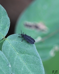 Xenochalepus maculicollis