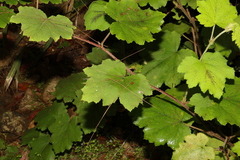 Rubus alceifolius