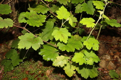 Rubus alceifolius