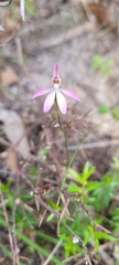 Caladenia