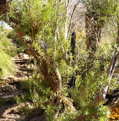Metrosideros angustifolia