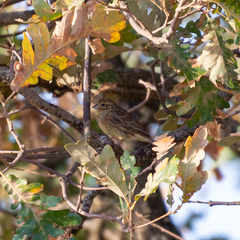 Emberiza cirlus