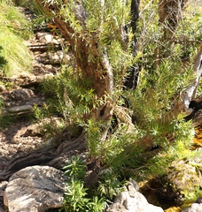 Metrosideros angustifolia