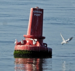 Thalasseus sandvicensis