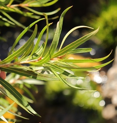 Metrosideros angustifolia