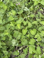 Ipomoea plebeia