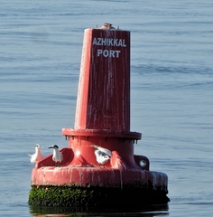 Thalasseus sandvicensis