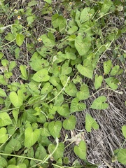 Ipomoea plebeia