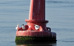 Thalasseus sandvicensis