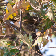 Emberiza cirlus