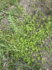 Ipomoea plebeia