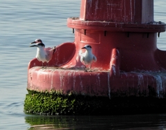 Thalasseus sandvicensis