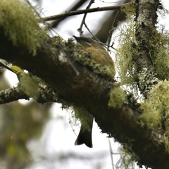Anthornis melanura melanura