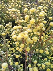 Leucadendron levisanus