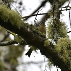 Anthornis melanura melanura