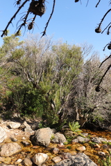 Metrosideros angustifolia