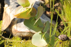 Rafnia amplexicaulis