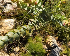 Rafnia amplexicaulis