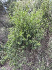 Melaleuca bracteata