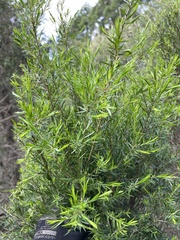 Melaleuca bracteata