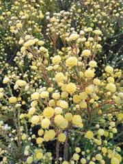 Leucadendron levisanus