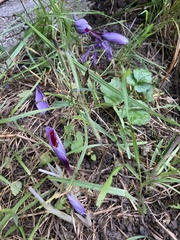 Crocus sativus