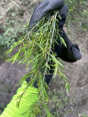 Melaleuca bracteata