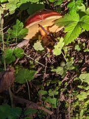 Suillus clintonianus