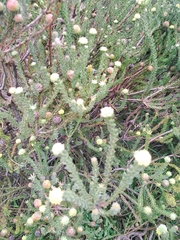 Leucadendron levisanus