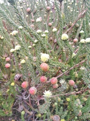 Leucadendron levisanus